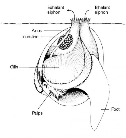 Cockles Anatomy