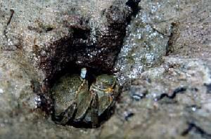 Crab-in-tunnel-copy.jpg