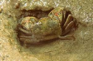 Crab's-back.jpg