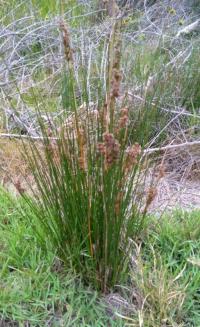 Juncus krausii