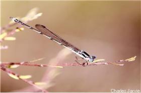 Nature: Charles Jarvie 