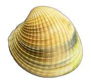 Austrovenus stutchburyi tuangi cockle