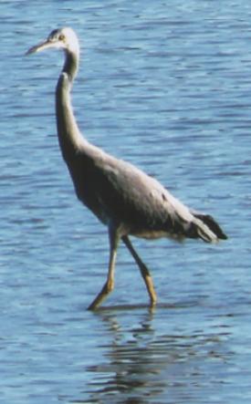 Copy-of-Heron.JPG