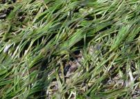 Eel grass plants