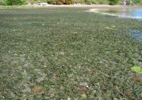 Eel grass meadow