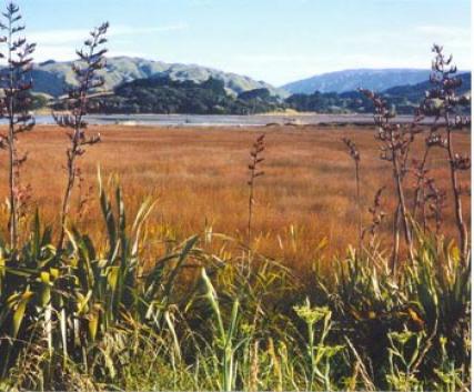 Flax and Rushes