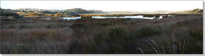 Lagoons with artificial shell islands have been created as breeding sites for pied stilts