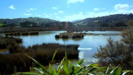 Saltwater Ponds