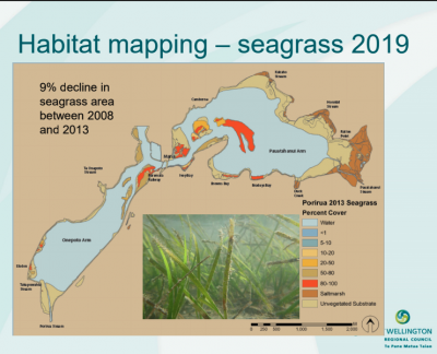 Seagrass Porirua Harbour